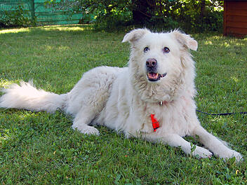 Tierhilfe Franken: Hündin Maya braucht Zuhause - Herrchen gestorben
