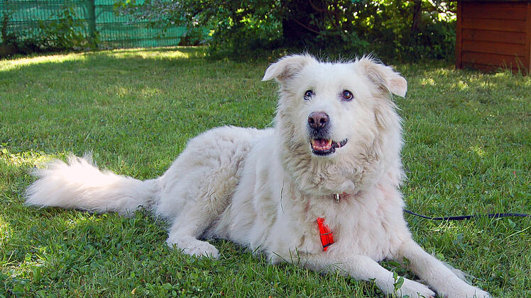 Tierhilfe Franken e.V.: Hund "Maya" findet totes Herrchen - "nun hat sie niemanden mehr"