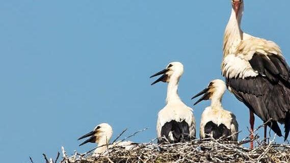 Drei Jungstörche sitzen mit einem Altstorch in Kaltenbrunn Anfang Juni in ihrem Nest.  Foto: Hans Schönecker