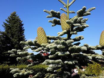 Über solche Früchte auf ihrer Tanne wunderte sich das Ehepaar vom Bruck in Volkers. Foto: Rolf Pralle