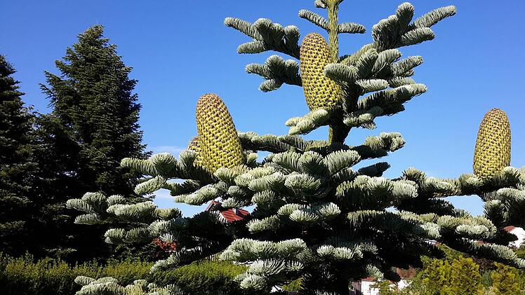 Über solche Früchte auf ihrer Tanne wunderte sich das Ehepaar vom Bruck in Volkers. Foto: Rolf Pralle