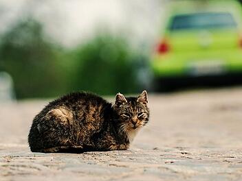 Nach einem Autounfall auf der A3 ist eine Katze geflohen und wird seitdem vermisst. Symbolfoto: Paul Zinken, dpa