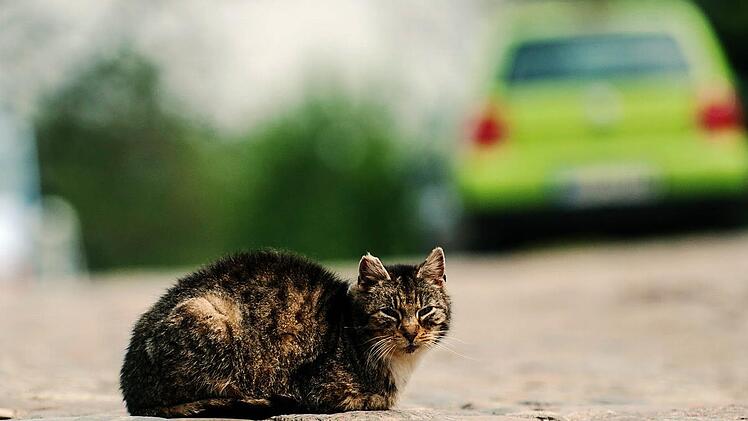 Nach einem Autounfall auf der A3 ist eine Katze geflohen und wird seitdem vermisst. Symbolfoto: Paul Zinken, dpa