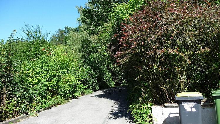 Immer wieder das gleiche Motiv: Sträucher, die über und durch Zäune ragen ...