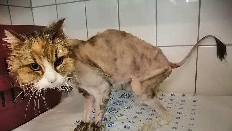 Tierheim Hof: Katze einfach in Karton auf Friedhof ausgesetzt - "Waren sprachlos"