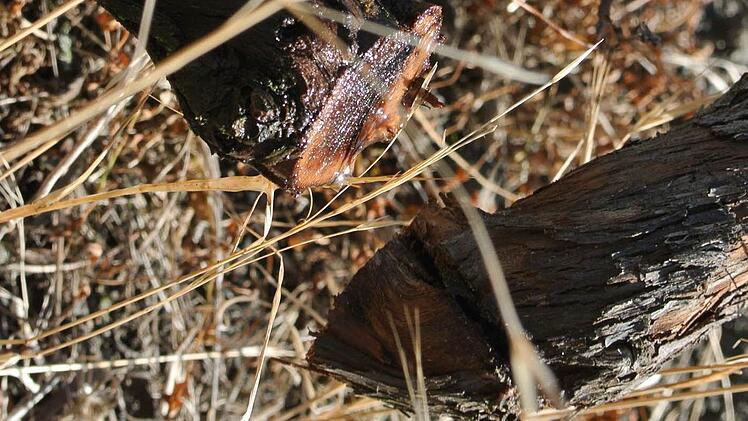 Da hat einer ganz sauber und mit Sachverstand gesägt. Es war eine gezielte Tat.