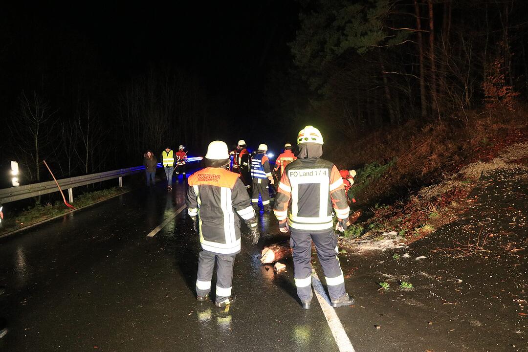 Vorsätzlich angesägt: 18 Meter Stamm liegt plötzlich auf der Straße