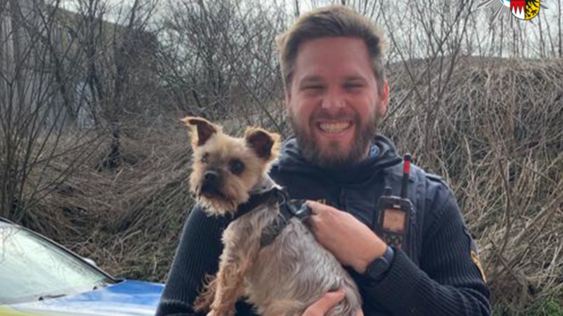 Yorkshire Terrier gefunden