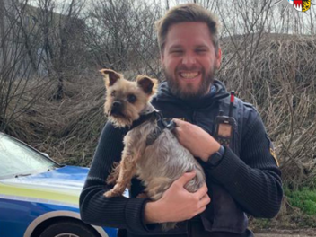 Yorkshire Terrier gefunden