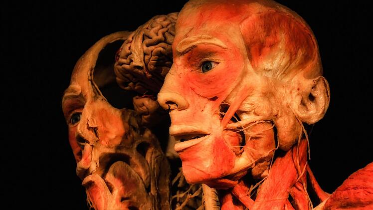 Die Ausstellung "Körperwelten - eine Herzenssache" wird noch bis zum 11. Februar im Quelle-Areal in Nürnberg gezeigt. Foto: Matthias Hoch