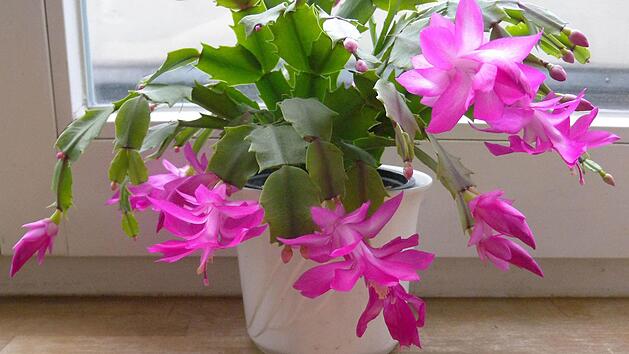 Foto: Andrea Warnecke/dpa