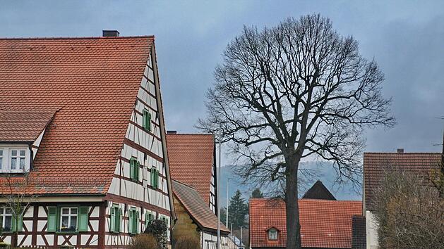 Die m&auml;chtige "Kasper-Eiche" in der  Hauptstra&szlig;e in Hetzles, die zu zwei Drittel auf Privatgrund steht und einem Drittel auf Gemeindegrund. Sie muss dringend auf Standfestigkeit gepr&uuml;ft und ausgelichtet werden.  Foto: Karl Heinz Wirth