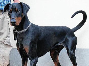 Lebhafter R&uuml;de sucht ein Zuhause