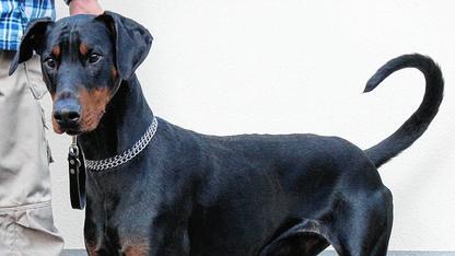 Lebhafter R&uuml;de sucht ein Zuhause