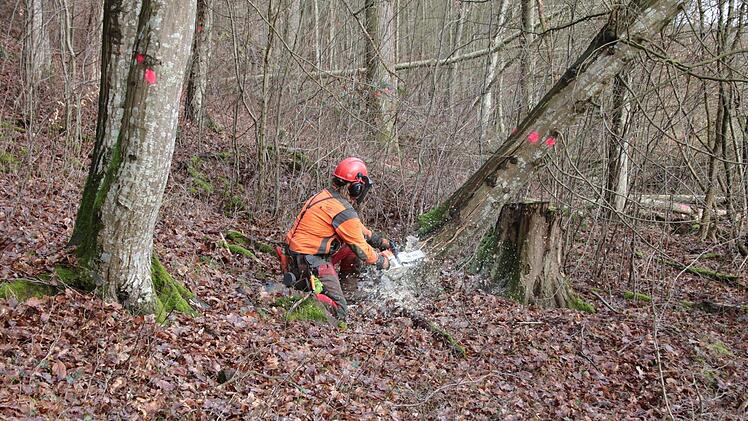 Eindrücke von den Fällarbeiten. Foto: Ralf Ruppert