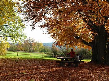 Im November 2008 hatten Wanderer noch die Möglichkeit, direkt unter der Hutbuche zu rasten. Aber das Gelände um den Baum war schon längere Zeit mit einer Einfassung gesichert. Foto: Kathrin Kupka-Hahn