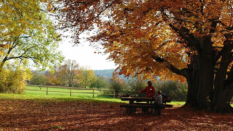 Im November 2008 hatten Wanderer noch die Möglichkeit, direkt unter der Hutbuche zu rasten. Aber das Gelände um den Baum war schon längere Zeit mit einer Einfassung gesichert. Foto: Kathrin Kupka-Hahn