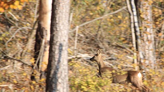 J&auml;ger haben eine Verantwortung f&uuml;r Wald und Wild.Matthias Einwag