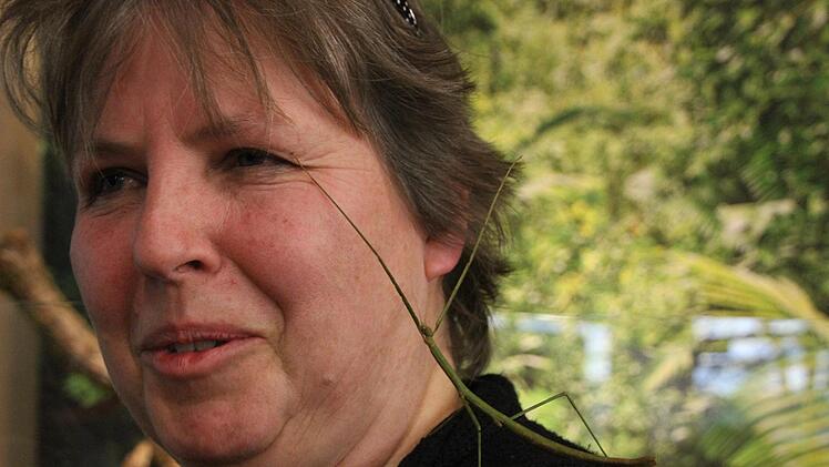 Eine grüne Stabschrecke geht auf Erkundungstour. Diana Fuchs