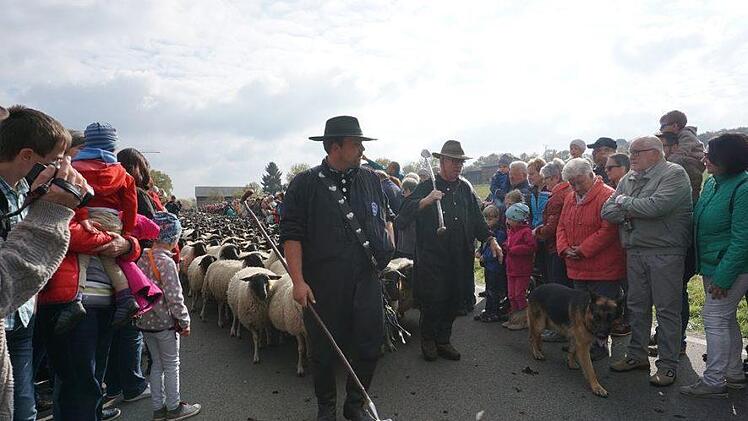 Weideabtrieb in Ginolfs. Foto: Marion Eckert