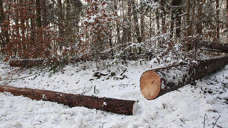 Wintereinbruch in der Rhön: Etliche umgestürzte Bäume mussten beseitigt werden. Foto: Carmen Schmitt