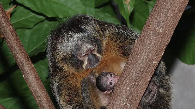 Nachwuchs bei den Sakis. Foto: Helmut M&auml;gdefrau/Tiergarten N&uuml;rnberg