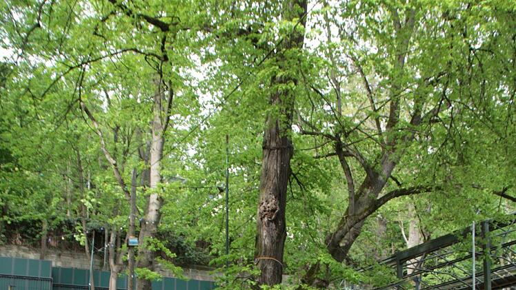 Bei einem Vor-Ort-Termin auf dem Gelände der Bergkirchweih in Erlangen trafen sich Stadträte um über die Fällung von Bäumen zu diskutieren. Foto: Christian Bauriedel
