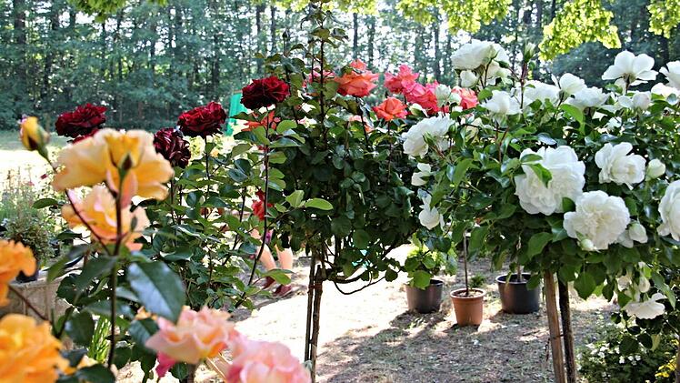 Nicht nur prachtvolle Rosenstöcke waren Farbtupfer im Schlosspark.