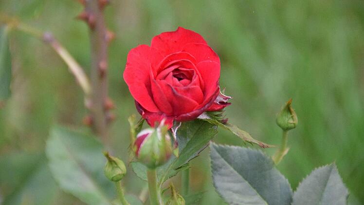 Foto: Ronald Rinklef
