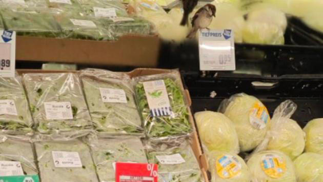 Ein Vogel im Salat-Regal einer Rewe-Filiale.