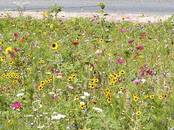 Blumenwiesen als ein Stück Natur. Auch Herzogenaurach braucht das weiterhin, sagte Kollinger.  Foto: sae