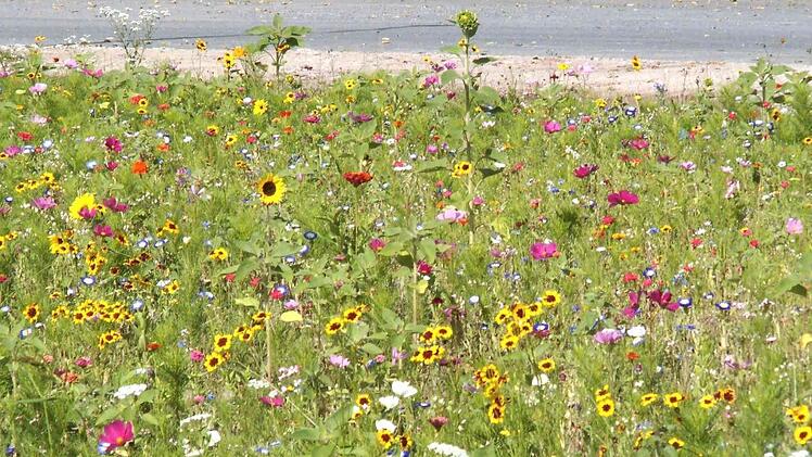 Blumenwiesen als ein Stück Natur. Auch Herzogenaurach braucht das weiterhin, sagte Kollinger.  Foto: sae