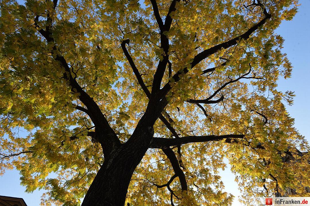 Herbstimpressionen Bamberg