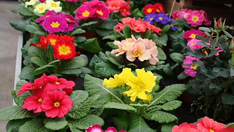 Im Frühjahr sind farbenfrohe Blumen gefragt.