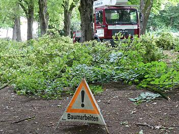 Baumfällungen in Volkach