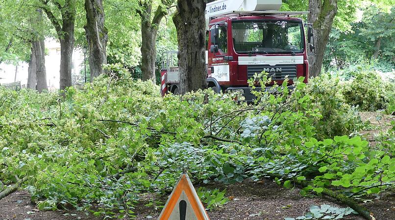 Baumfällungen in Volkach