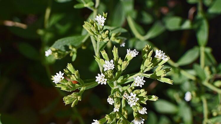Die Stevia rebaudiana - eine natürliche Zucker-Alternative.