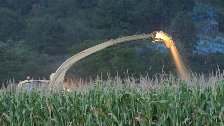 Kleingeschreddert wird der Mais auf den Silagewagen geblasen.