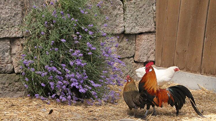 Auch Hühner - und ein stolzer Hahn - leben im Staatsbad. Foto: Ulrike Müller