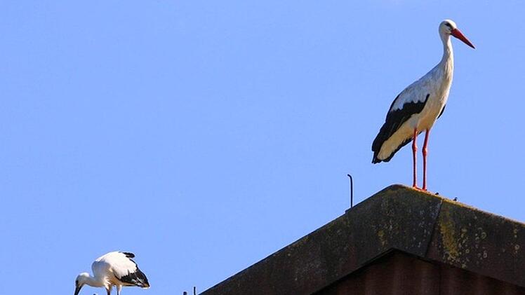 Die Storchenmutter beobachtet und beschützt ihren Nachwuchs vom Nachbardach aus. Würde sie mit auf dem Nest stehen, würde der hungrige Nachwuchs ständig an ihren Schnabel picken, damit sie noch was her gibt. Das nervt sie, weshalb sie gerne aus der Distanz zu ihm rüber schaut. Foto: Hans-Peter Schönecker