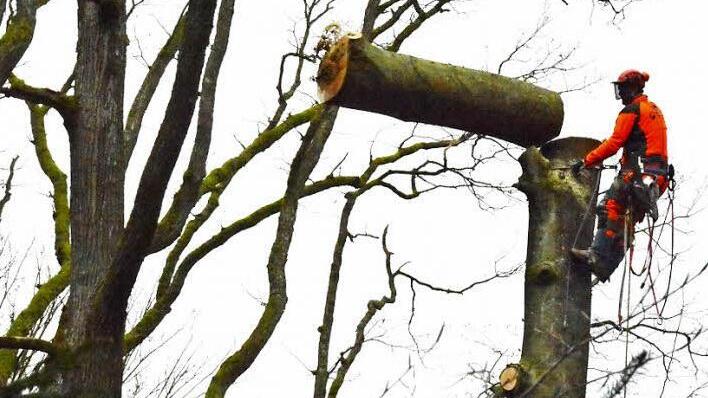 Es ist nicht einfach für die Forstleute, die alten Bäume in luftiger Höhe zurückzunehmen.  Foto: Gerhard Schmidt