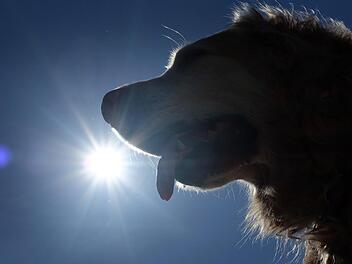 Blitz, Donner und Fluten geh&ouml;rten im Mai genauso zum Wetter-Repertoire wie die hei&szlig;en Temperaturen. Damit ist der Wonnemonat auch ein Rekordmonat. Foto: Martin Gerten/dpa