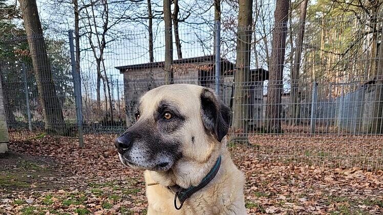 Tierheim Kulmbach: Hündin Sulti sucht vergeblich nach Zuhause - zahllose Versuche seit zwei Jahren gescheitert
