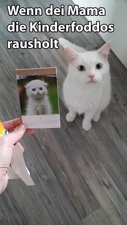 29 fränkische Katzen, die dich verstehen