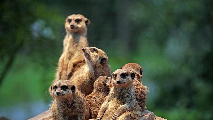 Im Zoologischen Garten Hof lernst Du Erdmännchen-Familien kennen.