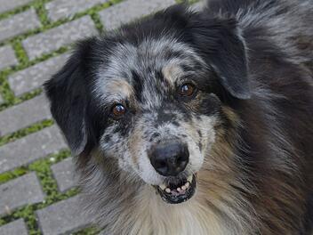 Tierheim Bamberg: Camillo soll hier nicht seinen Lebensabend verbringen