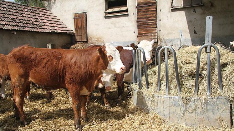 Impressionen vom Tag des offenen Dorfes in Schimmendorf. Foto: Sonja Adam