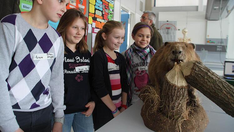 Die Schüler Aaron Günter, Nina Nestmann, Annika Liebig und Lena Tröglen aus der Klasse 5m mit dem ausgestopften Biber "Justin", dem Stolz des Fachbereichs Biologie.
