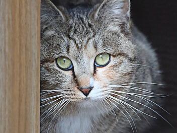 Katze mit grünen Augen