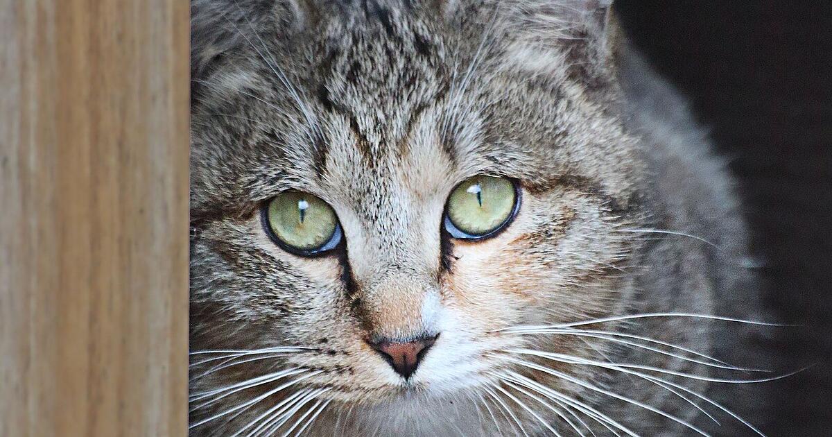 Main-Tauber district: Cat with swastika scrawled on its ear - | Witnesses ...